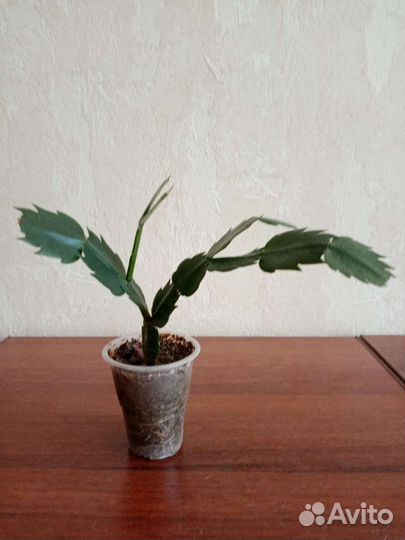 Декабрист шлюмбергера