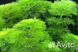 Тернеции генно модифицированные (карамельки)