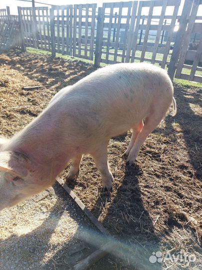 Хряк и Вьетнамские вислобрюхие свиньи
