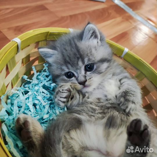 Британская