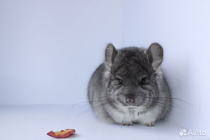 Шиншилла ангора мальчик
