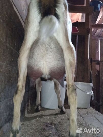 Коза ламанча