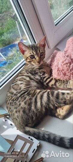 Бенгальский кот