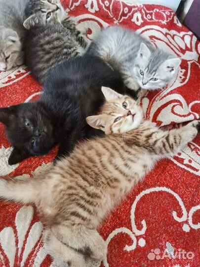 Шотландская кошка