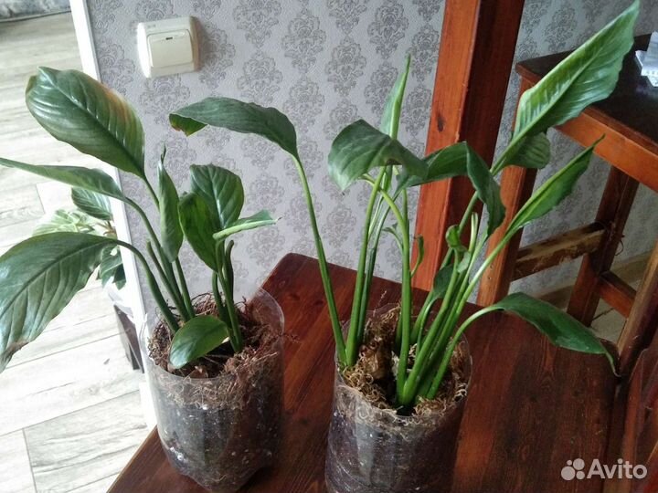 Спатифиллум