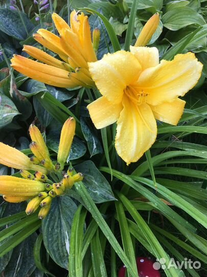 Цветы многолетники для вашего сада