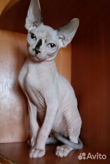 Канадский сфинкс котенок