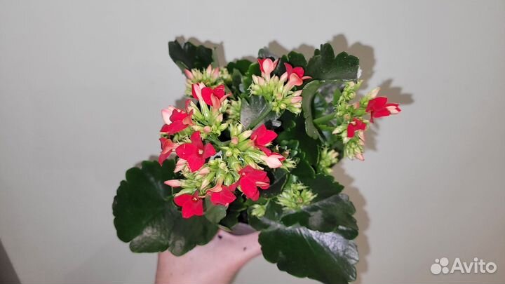 Каланхоэ