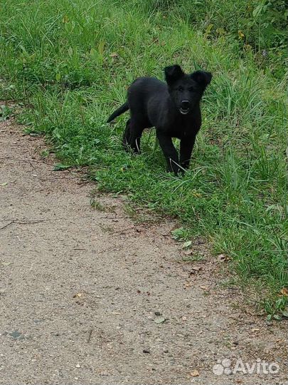 Щенки от бездомной собаки в дар