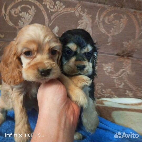 Американский Кокер спаниель