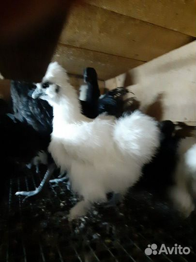 Загорская Лососевая, Кучинская Юбилейная