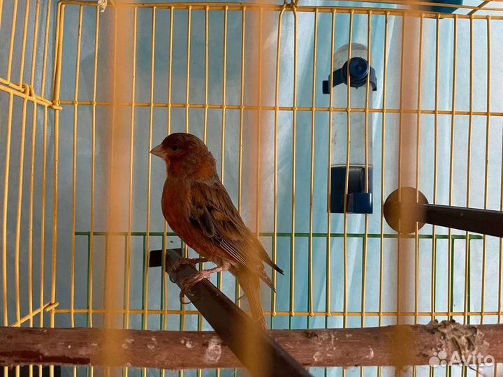 Поющие кеноры