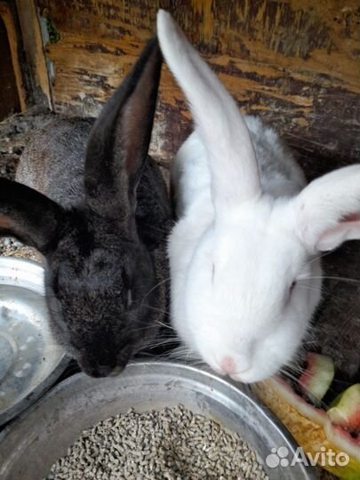 Кролики великаны