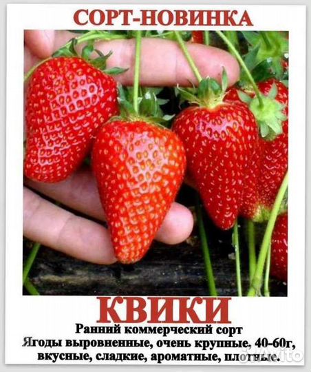Клубника рассада ксд и нсд
