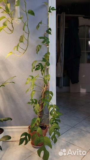 Маранта, рафидофора, сингониум