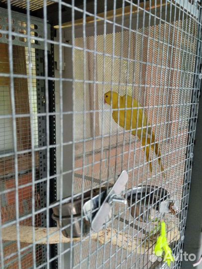 Ожереловый попугай