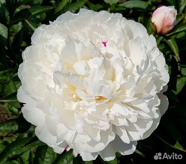 Пион Фестива, саженцы