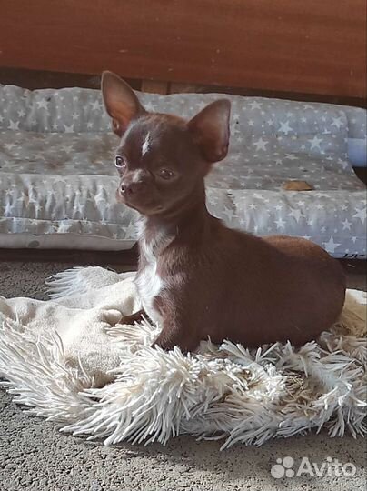 Щенки чихуахуа