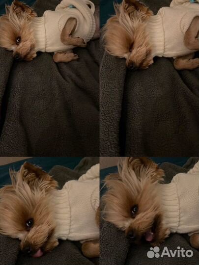 Йоркширский терьер мини, вязка,кобель