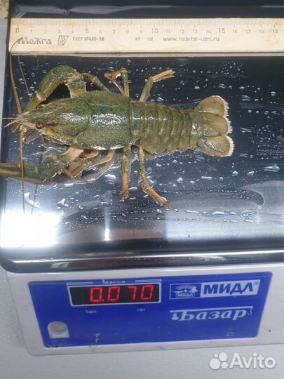 Живые и Вареные раки