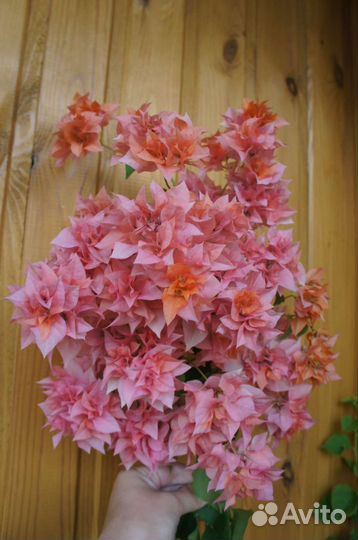 Бугенвиллии разные сорта