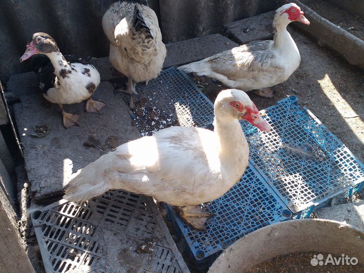 Куры,индоутки