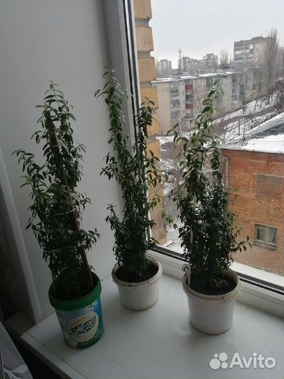 Мирты,алоэ, золотой ус