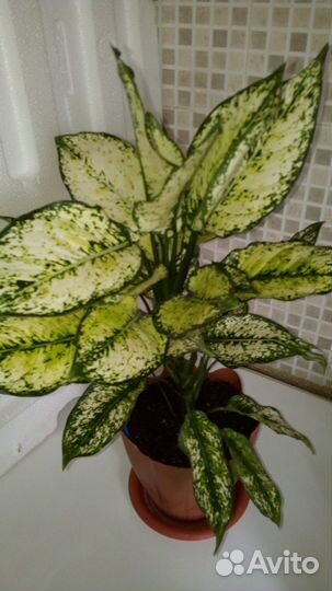 Аглаонема 