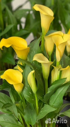 Калла Саншайн