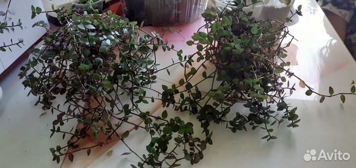 Комнатные домашние растения