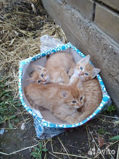 Кошка в дар бесплатно