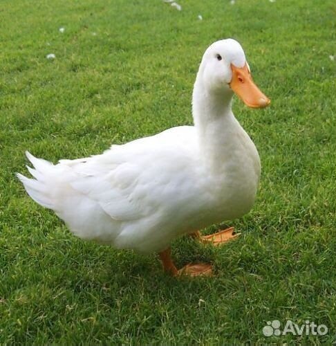 Утка Агидель, Яйцо