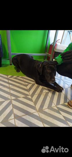 Ветеринар врач на дом Одинцово