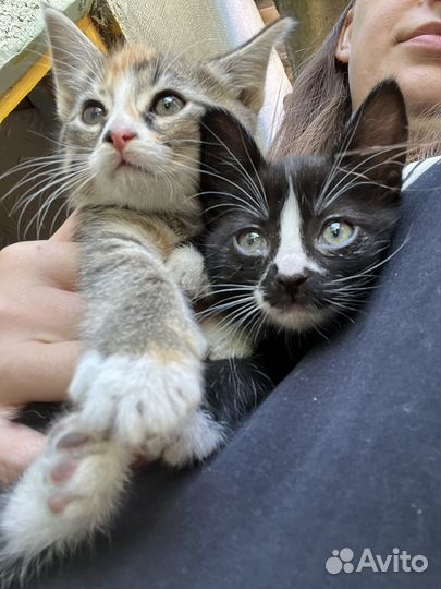 Котята кошки