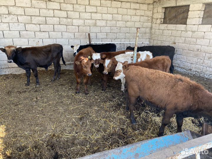 Бычки телята