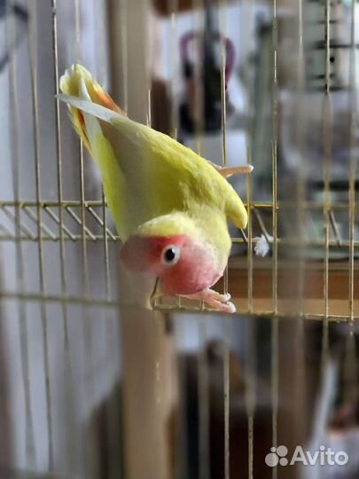 Попугай нервзлучник с клеткой