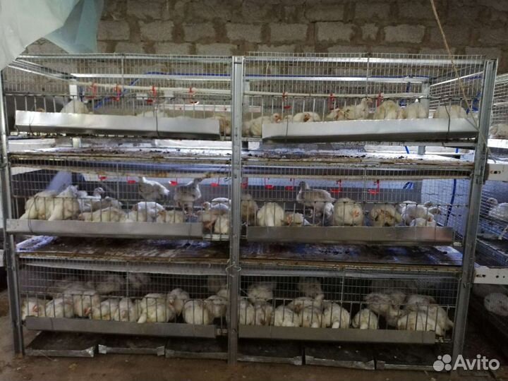 Клетки для кур