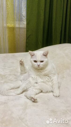 Кошка домашняя в хорошие руки