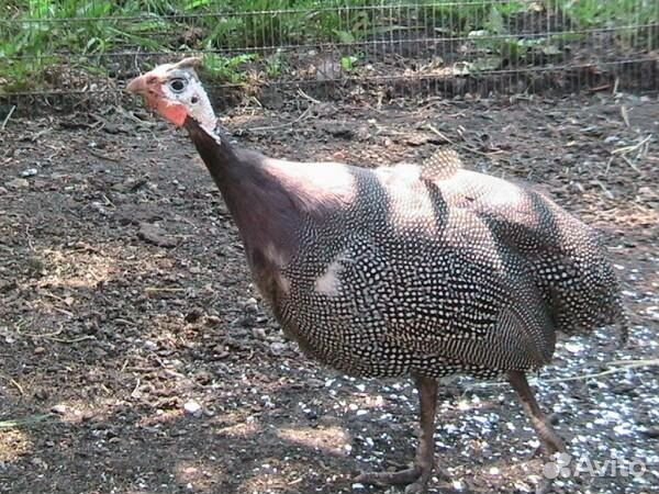 Яйцо Цесарки