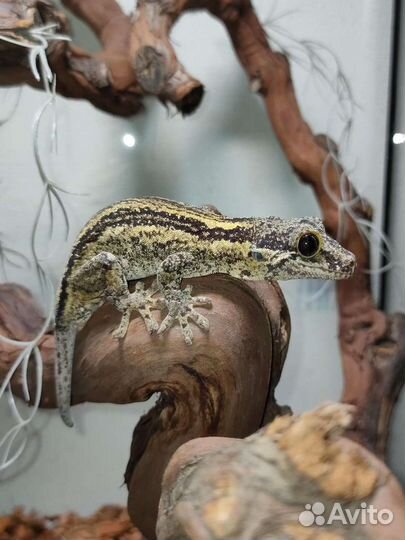 Ушастый бананоед