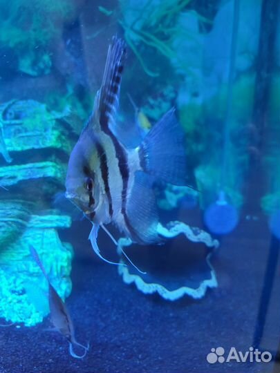 Аквариумные рыбки скалярии