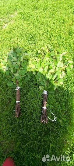 Плотные Веники для бани