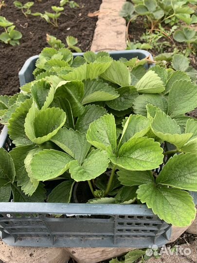 Викторя рассада