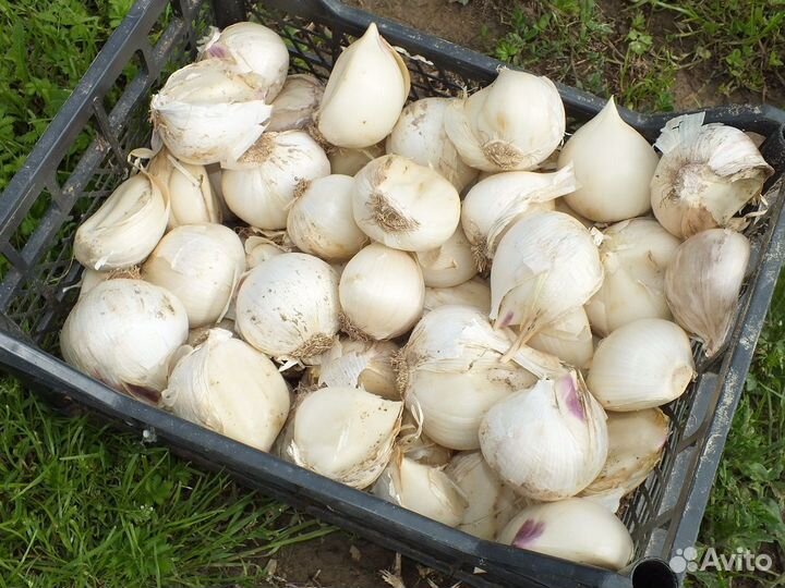 Лук Анзур (Суворовский)