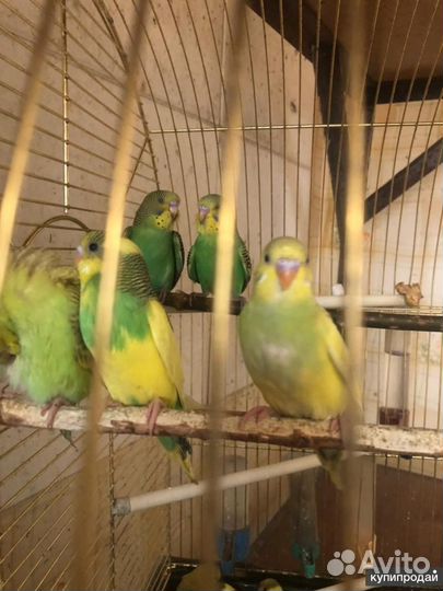 Волнистый попугай