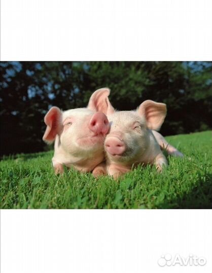 Поросенок ландрас