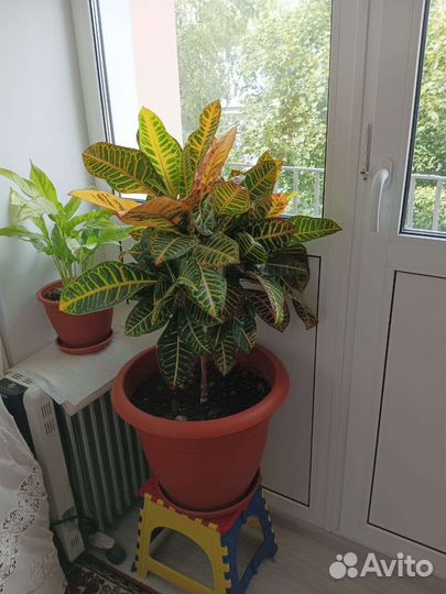 Цветы домашние в горшках