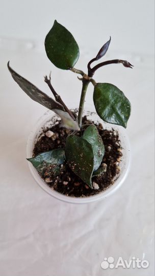 Хойя Блек Ливс