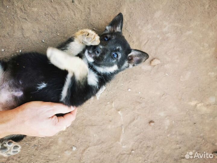 Отдам бесплатно щенки