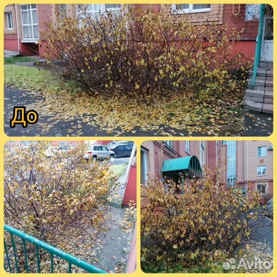 Обрезка деревьев